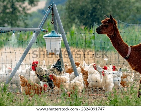 The rooster and hens are being sprayed with water at the mobile coop