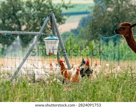 The rooster and hens are being sprayed with water at the mobile coop
