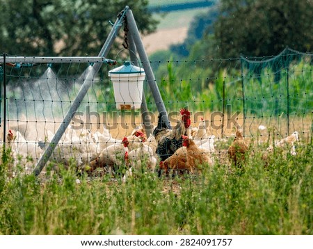 The rooster and hens are being sprayed with water at the mobile coop