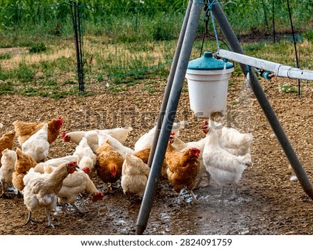 The rooster and hens are being sprayed with water at the mobile coop