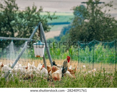 The rooster and hens are being sprayed with water at the mobile coop