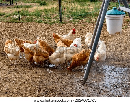 The rooster and hens are being sprayed with water at the mobile coop