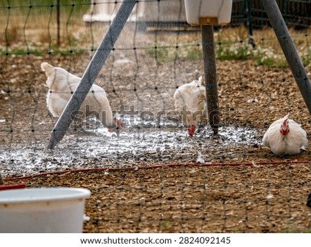 Rooster and hens are sprayed with water at the chicken coop