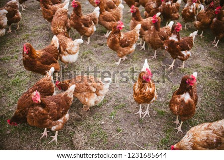 Similar – hen races Animal