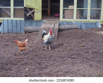 Rooster His Friends Walking Around Territory Stock Photo 2210874385 ...