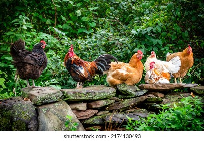 The rooster and his hens. Colorful rooster and hens. Rooster with hens. Rooster and hens on chicken farm