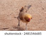 A rooster inspecting the ground while strolling in dirt on Island of Maui, Hawaii, USA