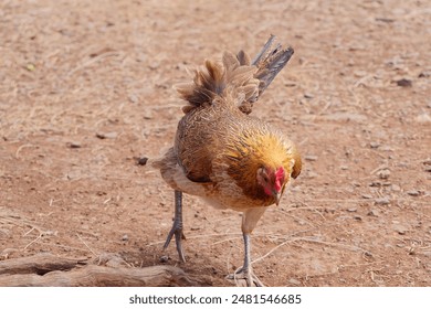 A rooster inspecting the ground while strolling in dirt on Island of Maui, Hawaii, USA