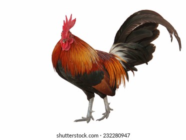 Rooster Isolated On White