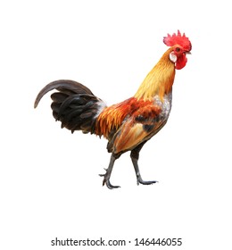 Rooster Isolated On White Background Clipping Stock Photo (Edit Now ...