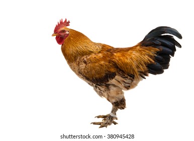 Rooster Isolated On White Background Stock Photo (Edit Now) 540659518