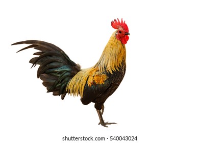 Rooster Isolated On White Background Clipping Stock Photo 540043024 ...