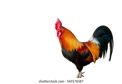 104,037 Rooster white background Images, Stock Photos & Vectors ...