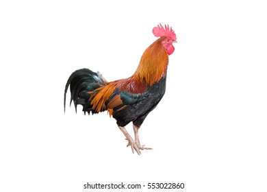 Rooster Isolated On White Background Stock Photo (Edit Now) 1678484509