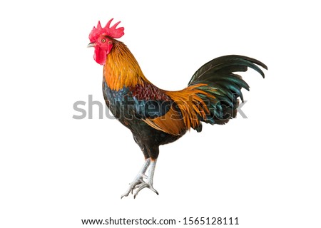Rooster isolated on white background. Side view of colorful rooster or cock chicken standing isolated