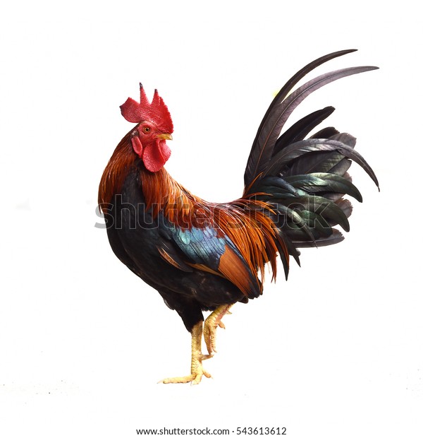 Rooster isolated on white\
background