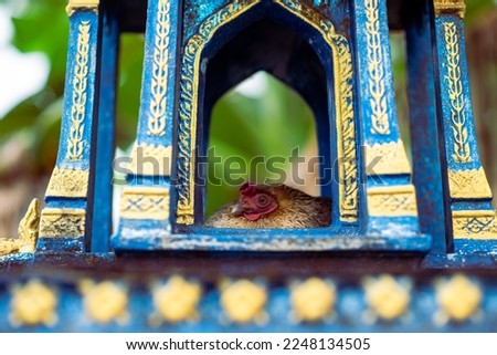 The rooster laying in the corner