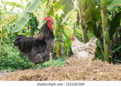 Rooster and laying hen chicken family blue and splash Australorp standing on straw with a banana plantation in husbandry natural animal free range lifestyle farming garden organic in backyard.