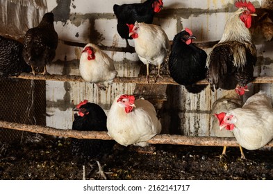 1,518 Sleeping rooster Images, Stock Photos & Vectors | Shutterstock