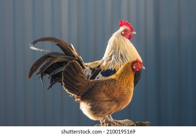 rooster with a long tail and a hen are standing side by side