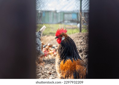 Rooster looking through gap behind fence in chicken enclosure