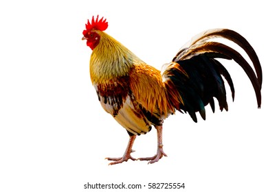 Rooster Male Chicken Isolate White Background Stock Photo 582725554 ...