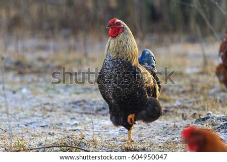 rooster neck with a gold standing on one leg,symbol of the year 2017, poultry, pets, leader of the pack, chickens