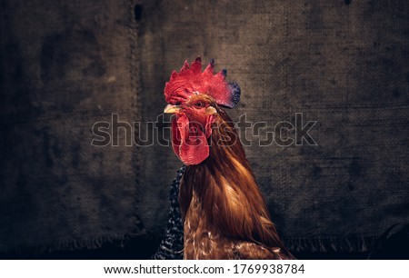 Rooster on the background of linen. Rural concept. Hens and rooster.