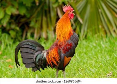 A rooster on Kauai, Hawaii.  The once tame chickens now inhabit much of the island of Kauai.