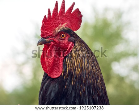 Rooster on a natural background.