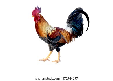 Rooster On White Background Stock Photo 372944197 | Shutterstock