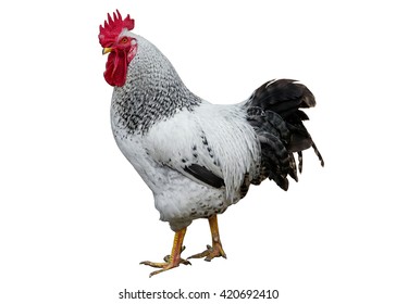 Rooster on the white background - Shutterstock ID 420692410