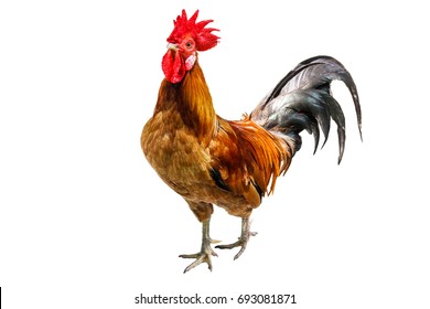 Le Coq Images Stock Photos Vectors Shutterstock