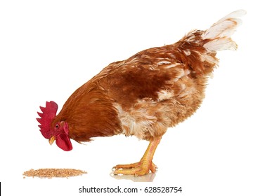 Rooster on white background, isolated object, live chicken, one closeup farm animal - Shutterstock ID 628528754