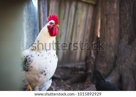Rooster peeking around corner
