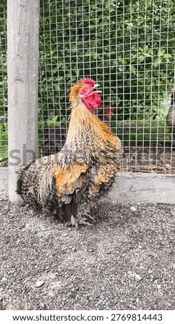A rooster of Pekin Bantam 