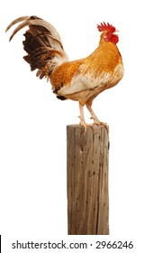 Rooster perched upon a wooden post crowing up at the sky over white