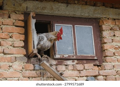 Rooster perching on a window frame, looking out from an old brick farm building, showcasing rural life