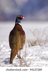 Rooster Pheasant in Snow, Vertical
