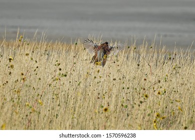 Rooster Pheasant Upland Game Bird