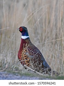 Rooster Pheasant Upland Game Bird