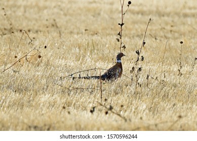 Rooster Pheasant Upland Game Bird