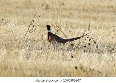 Rooster Pheasant Upland Game Bird