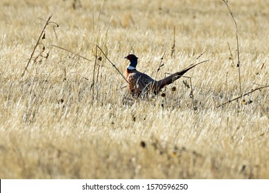 Rooster Pheasant Upland Game Bird