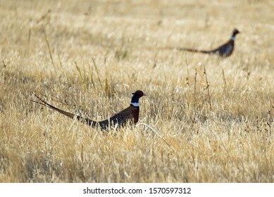 Rooster Pheasant Upland Game Bird