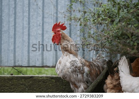Rooster with red comb and wattle crowing loudly, announcing the dawn on a rural farm with other poultry