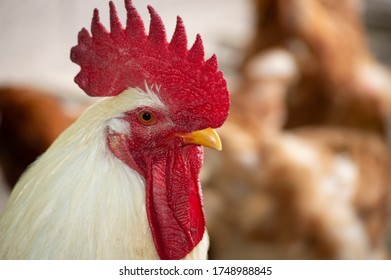 Rooster , Rooster with a red crest