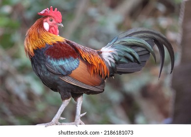 3,338 Jungle Rooster Images, Stock Photos & Vectors | Shutterstock