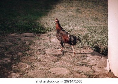 Rooster Running Backwards In Field Of Rocks And Green Grass