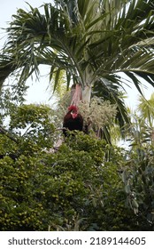 Rooster Singing On Top Of A Tree 